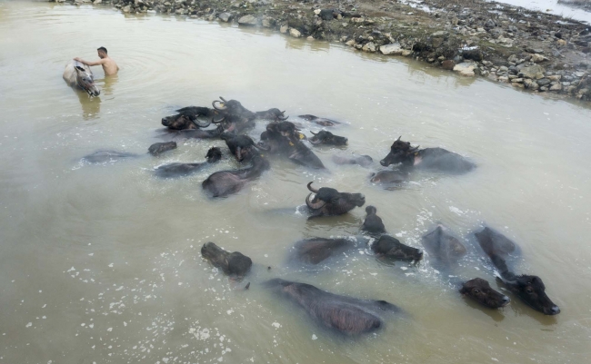 Budaklı kaplıcasında, yazın turistler, kışın manda ve atlar keyif yapıyor